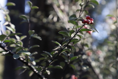 Cotoneaster pannosus