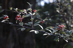 Cotoneaster pannosus