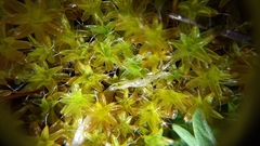 Syntrichia montana