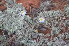 Xanthoparmelia semiviridis