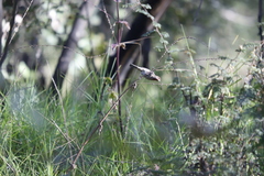 Haemorhous mexicanus