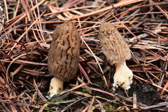 Morchella brunnea