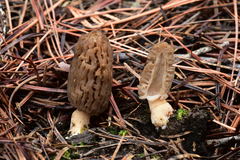 Morchella brunnea