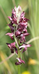Anacamptis coriophora fragrans