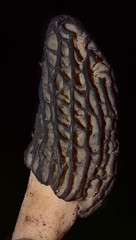 Morchella brunnea