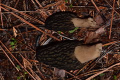 Morchella brunnea