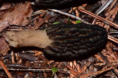 Morchella brunnea