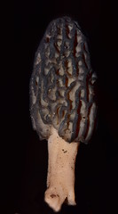 Morchella brunnea
