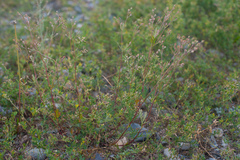 Potentilla multifida