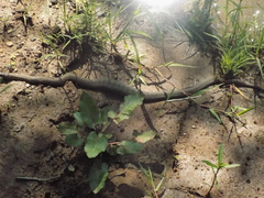 Thamnophis unilabialis