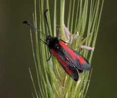 Zygaena punctum
