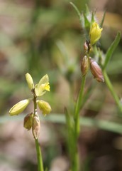 Polygala flavescens