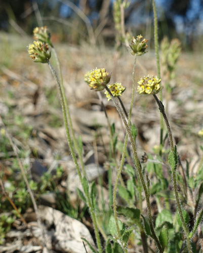 Heart Capewort (Phyllopodium cordatum)
