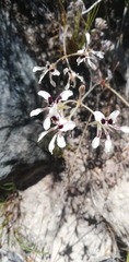 Pelargonium trifoliolatum