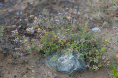 Ziziphora clinopodioides