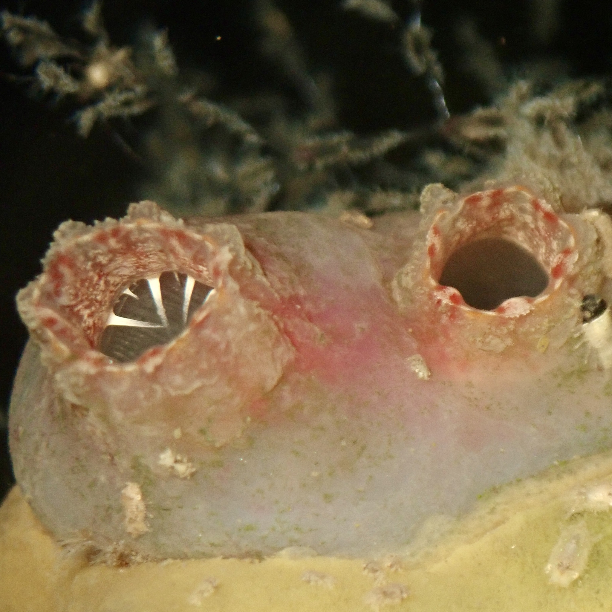 Ascidiella aspersa (Müller, 1776)