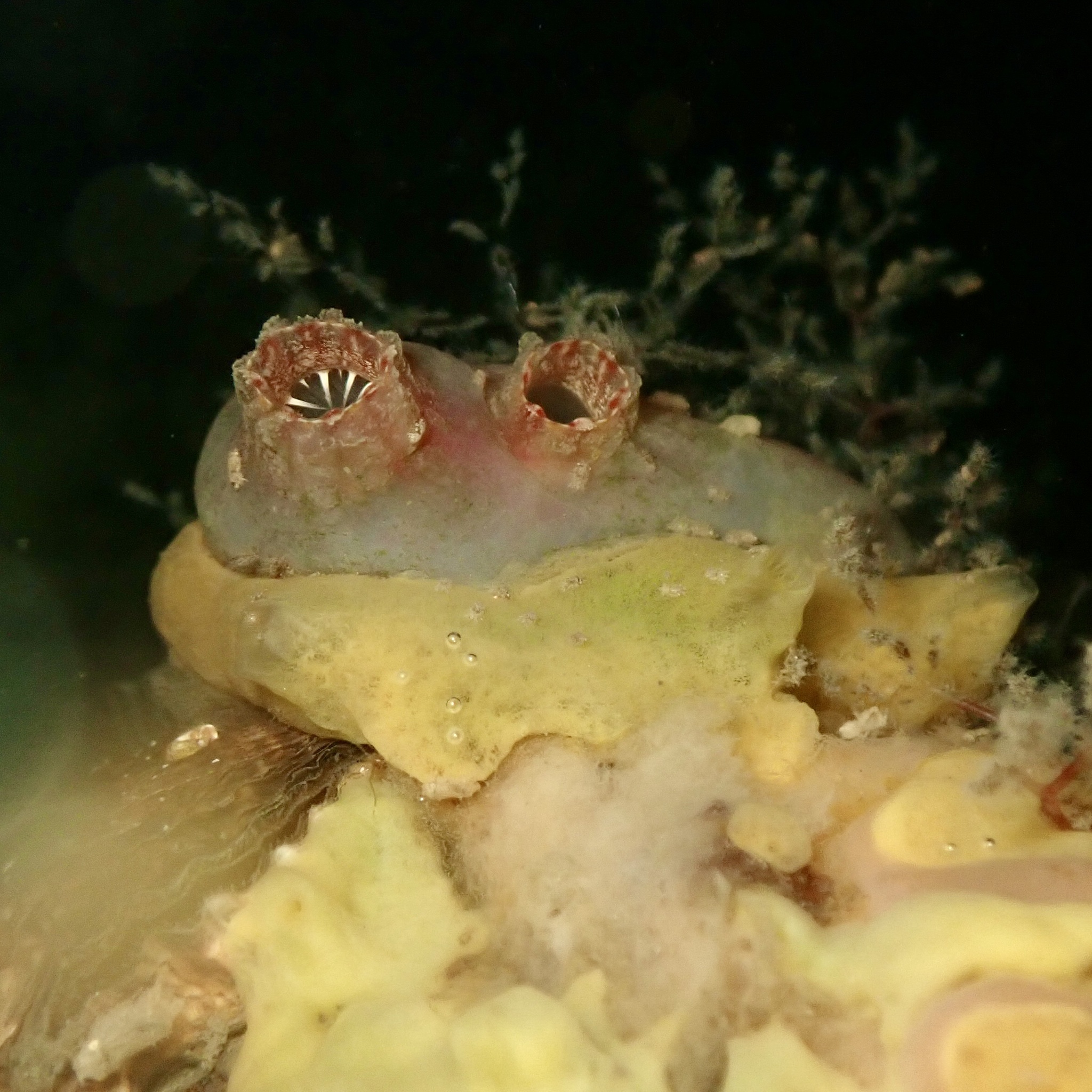 Ascidiella aspersa (Müller, 1776)