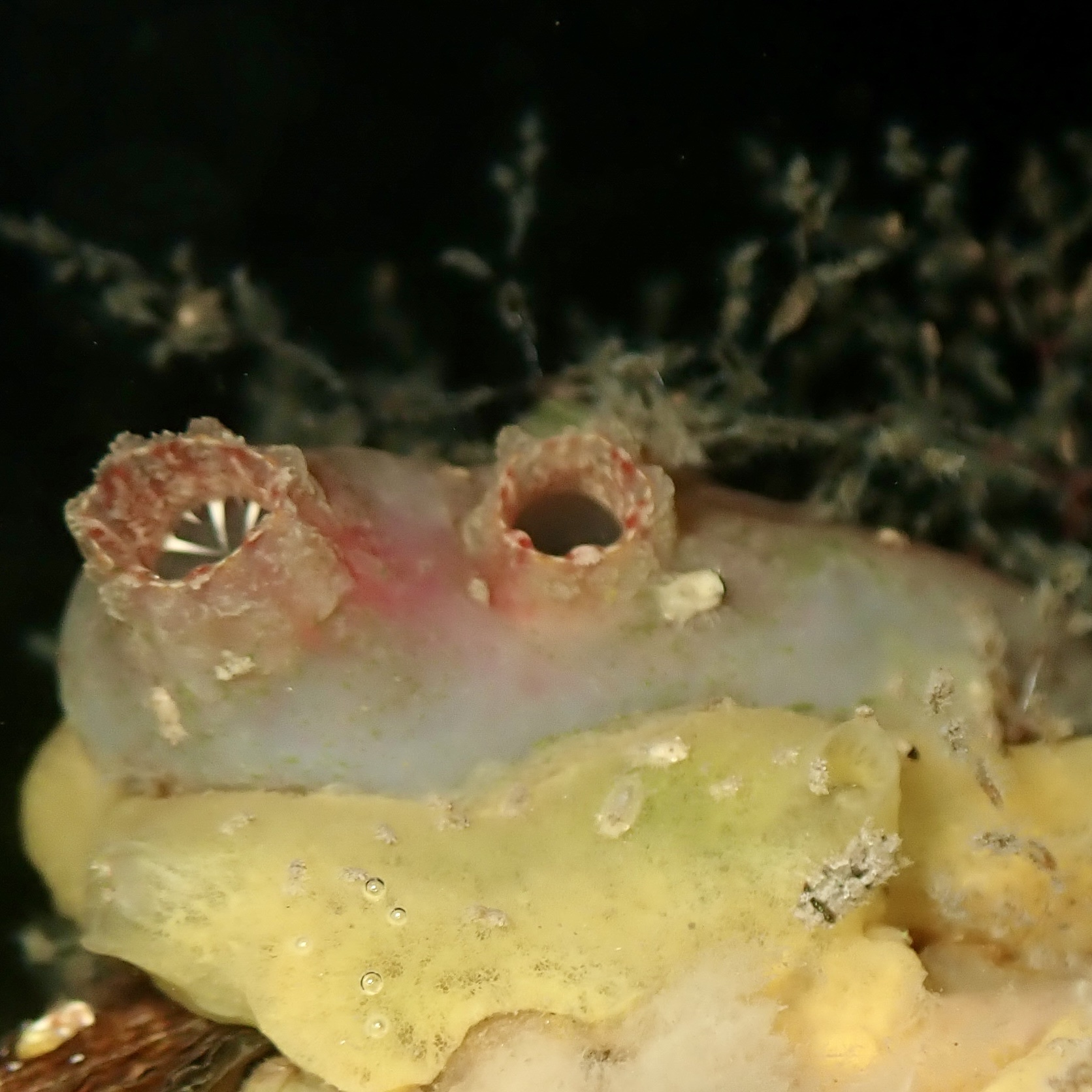 Ascidiella aspersa (Müller, 1776)