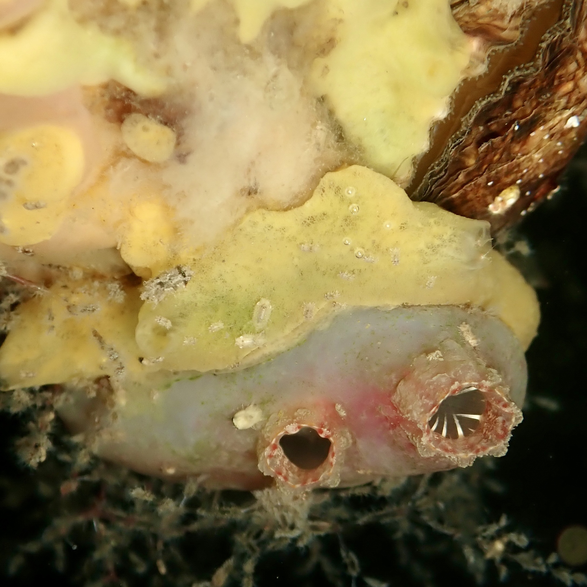 Ascidiella aspersa (Müller, 1776)