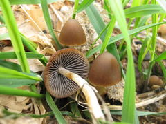 Psathyrella coprophila