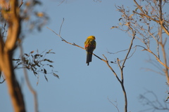 Polytelis anthopeplus