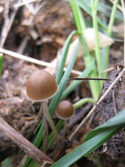 Psathyrella coprophila