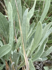 Helichrysum acutatum