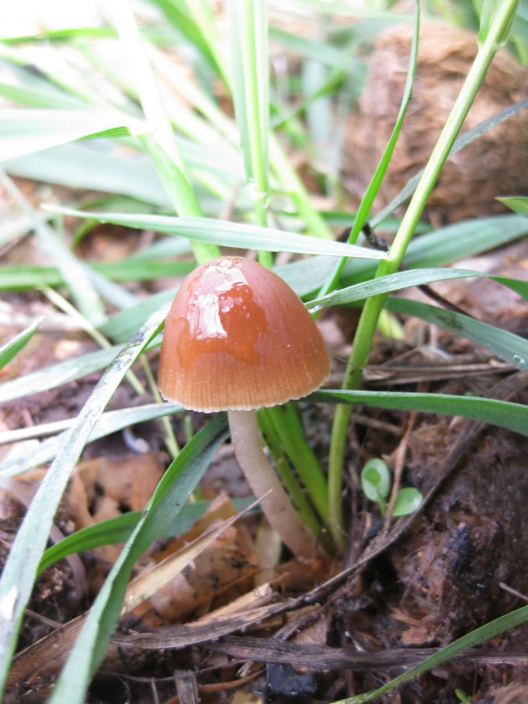 Psathyrella coprophila