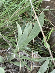 Helichrysum acutatum