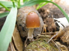 Psathyrella coprophila