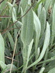 Helichrysum acutatum