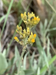 Helichrysum acutatum