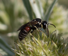 Hymenoptera