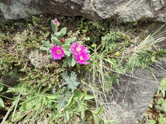 Delosperma sutherlandii