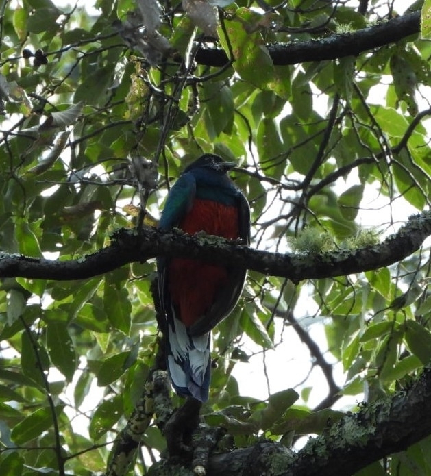 Eared Quetzal (Euptilotis neoxenus), photo 4