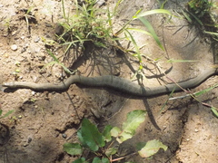 Thamnophis unilabialis