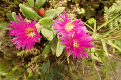 Delosperma sutherlandii