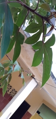 Jatropha gossypiifolia