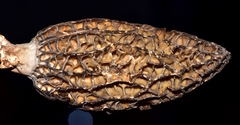 Morchella importuna