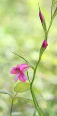 Gladiolus italicus