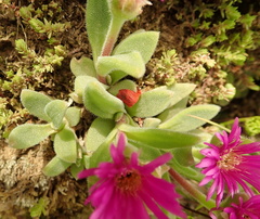 Delosperma sutherlandii