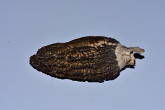 Morchella importuna