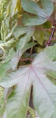 Jatropha gossypiifolia