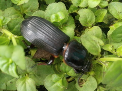 Odontotaenius