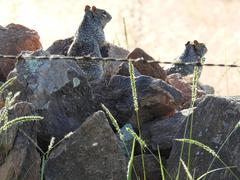 Otospermophilus variegatus