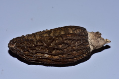Morchella importuna