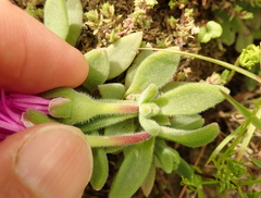 Delosperma sutherlandii
