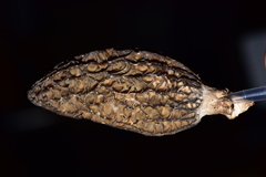 Morchella importuna