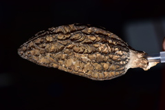 Morchella importuna