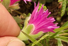 Delosperma sutherlandii